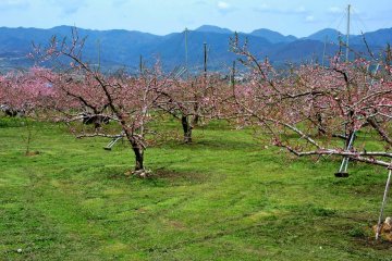 <p>Metal rods will be needed to support branches weighed with heavy peaches</p>