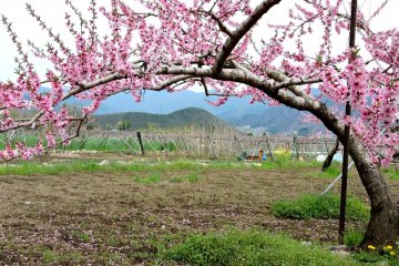 <p>Rural view framed by an arching peach bough &nbsp;</p>