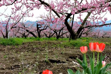 April Peach Blossoms in Yamanashi