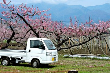 <p>Farm truck parked under the peach trees</p>