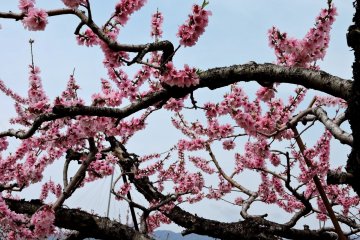 <p>Peach blossom</p>