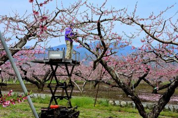 <p>An elevator platform on wheels allows the farmer to work on the tree tops. Possibly he is thinning blossoms to increase fruit size.</p>
