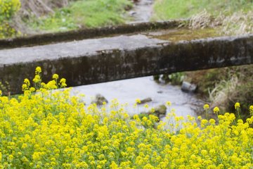 Saga's Early April Flowers
