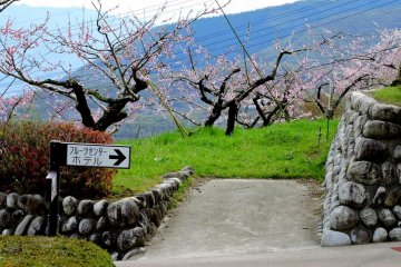 <p>Pink blossoms in a peach orchard</p>