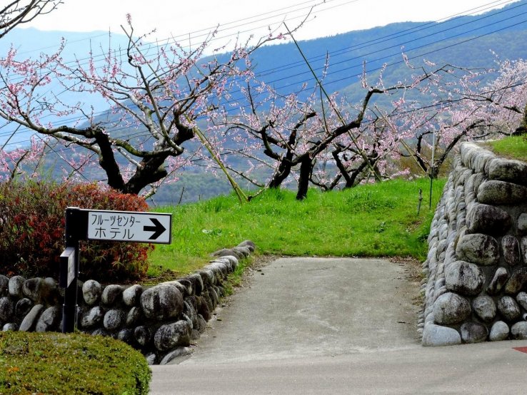 <p>Pink blossoms in a peach orchard</p>