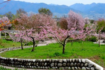 <p>Stone walls enclose the peach trees</p>