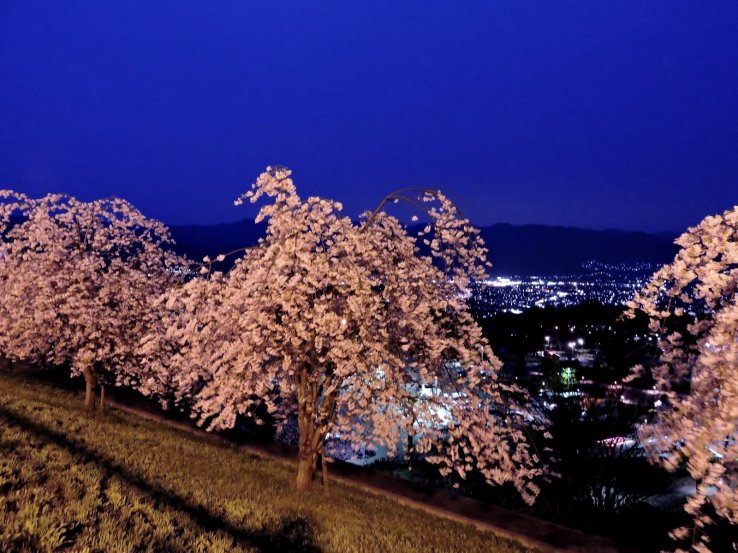 <p>Night view of weeping cherry and lights from the car park behind the hotel</p>