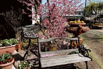 <p>Peach tree and wooden bench at the entrance</p>