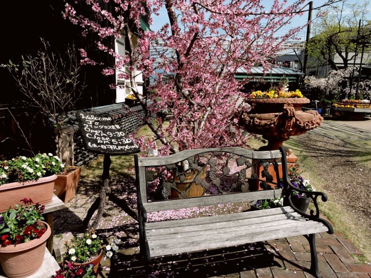 <p>Peach tree and wooden bench at the entrance</p>