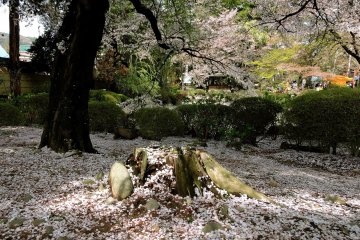 Petals carpet the ground beneath the trees