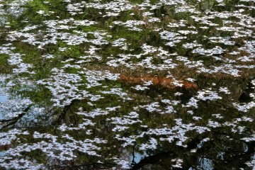 Large koi swimming beneath the petals