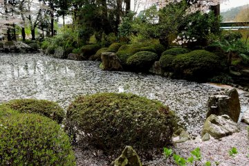 Petals on the pond