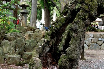 One of the older cherry trees
