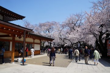 Bunga sakura di mana-mana