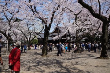Tampaknya tidak ada kuil yang lengkap tanpa adanya pohon sakura