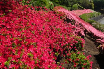 Azaleas at Showa Park