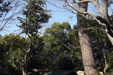 The garden is full of tall trees