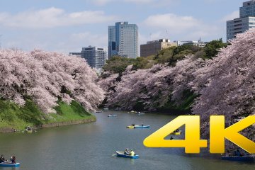 Cherry Blossom near Tokyo Imperial Palace