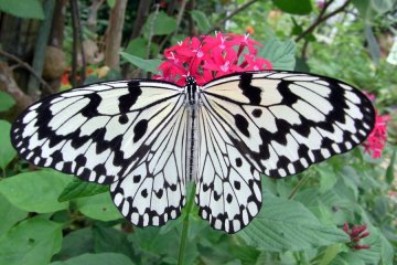 <p>Taketomi b&eacute;n&eacute;ficie d'une superbe faune et flore</p>
