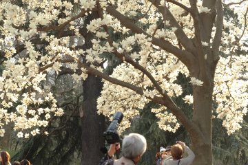 Spring at Shinjuku Gyoen