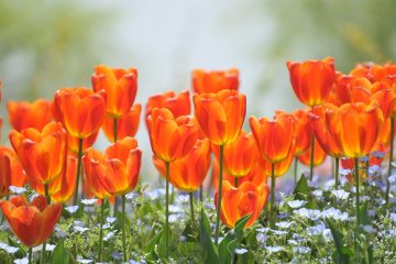 <p>Radiant Tulips looking like wine glasses brimming with spring sunshine</p>