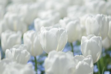 <p>Soft light of spring enhances the tender textures and snowy purity of these flowers</p>