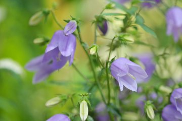 <p>Bellflowers fluttering in the breeze</p>
