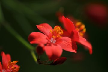 <p>Jatropha curcas, commonly known as Southern Cherry Blossom in Japan. It surely looks like red cherry blossom with five petals.</p>