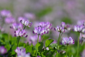 <p>Chinese milk vetch used to be planted for fertilizer, but we don't see them these days</p>