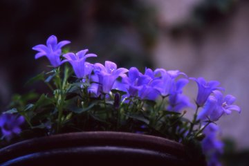 <p>If these pretty bellflowers could be played, I imagine they would make a fresh melody</p>