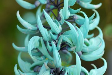 <p>Very beautiful and rare turquoise jade vine, which has been categorized as an endangered species.</p>