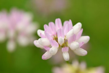<p>This soft flower looks like Chinese milk vetch, but it is not. Unfortunately I couldn't find its name.</p>