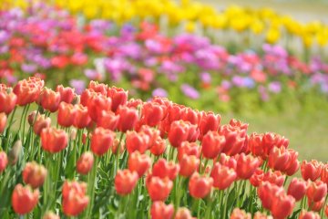 <p>Merry spring symphony!</p>
