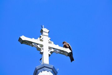 <p>A black kite takes a rest perched on a cross, scanning the area for food</p>
