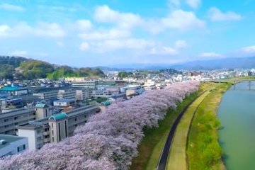 Sakura di Tepian Sungai Asuwa