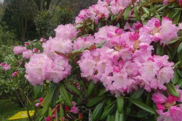 <p>The garden is in bloom throughout April and May</p>