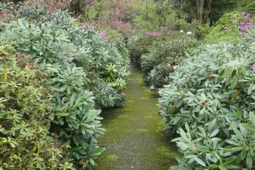 <p>There are narrow paths through the bushes</p>