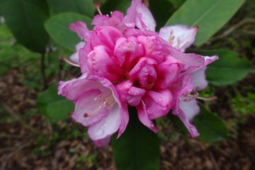 <p>The blooms come in various shades of pink and white</p>