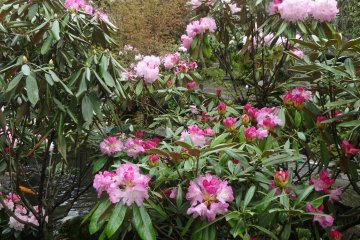 <p>The rhododendrons are also planted with azaleas and a few other flower species</p>