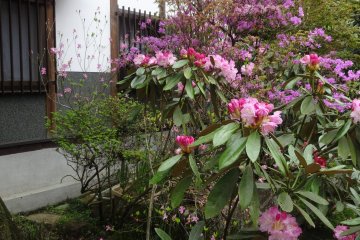 <p>There is also a koi pond in the middle of the garden where you can buy some food and feed the hungry fish</p>