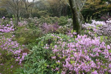 <p>The blooms cover at least several acres</p>