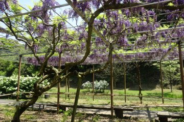 Wisteria Garden in Yamaga