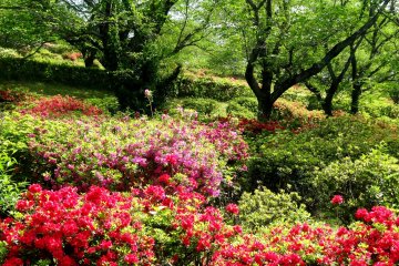 Nichirin Temple Azalea Park