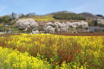 <p>The fields along the path to the mountain</p>