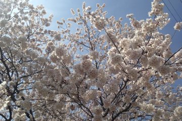 <p>The sakura trees in full bloom</p>