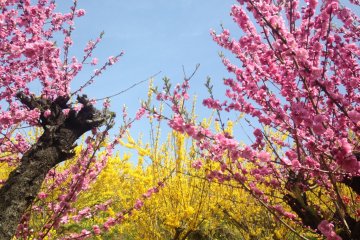 <p>A mix of colors</p>