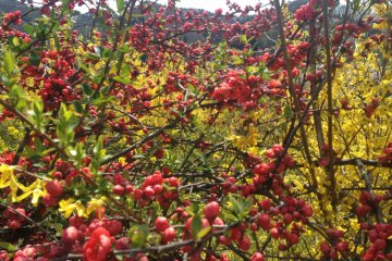 <p>The different types of flowers you will see</p>