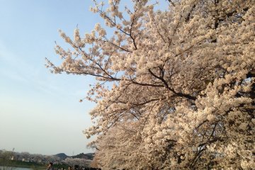 <p>Ogawara&nbsp;sakura trees in full bloom</p>
