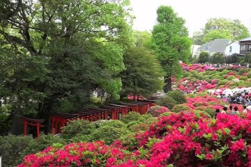 Nezu Shrine – Azaleas on a Hill