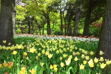 Yokohama: Tulip dalam kesejukan